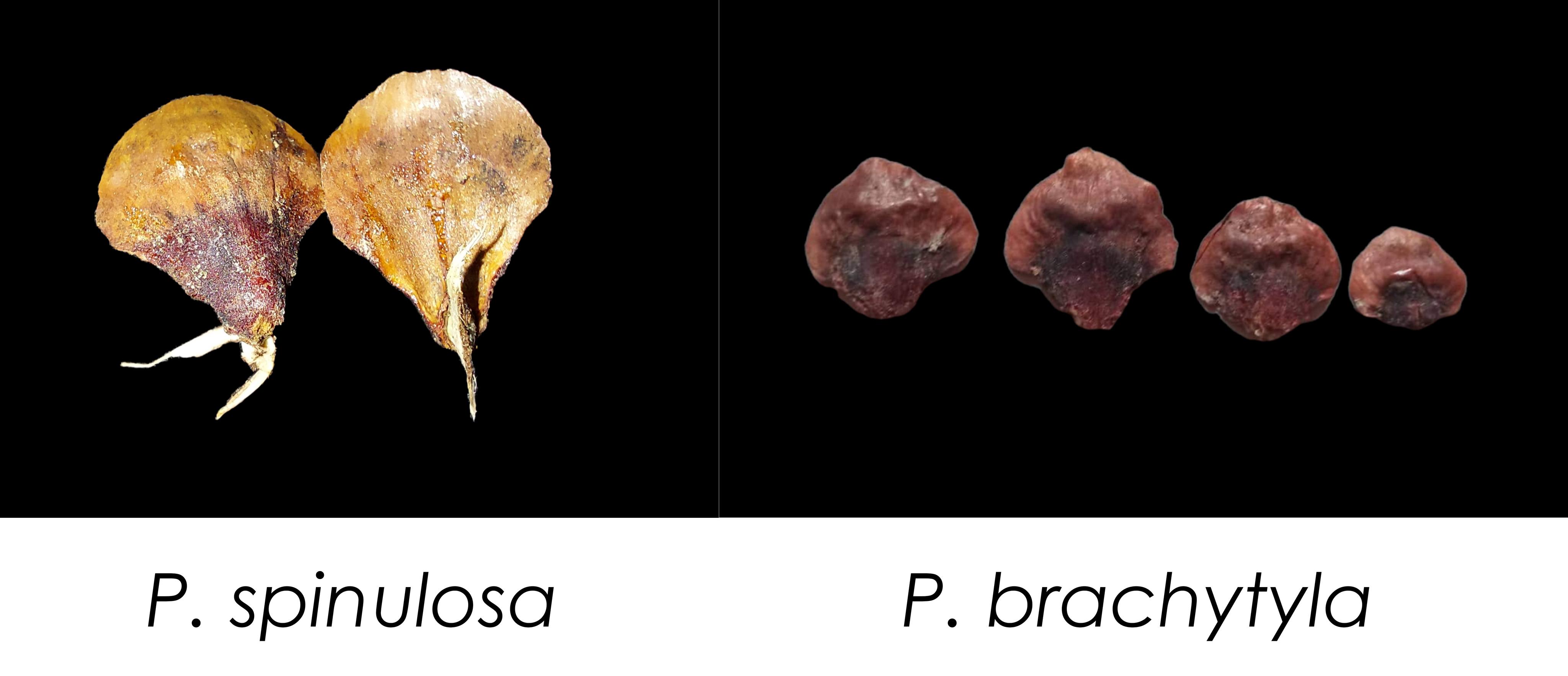 Comparision of the female cone scales of the two species of Picea